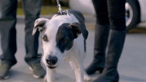 2013 Honda CR-V TV Spot, 'Growling Dog'
