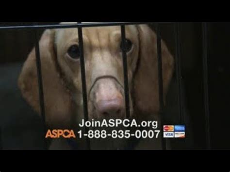 ASPCA TV commercial - Somewhere in America