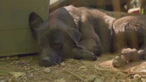 ASPCA TV Spot, 'Summer: Race Against Time' created for ASPCA