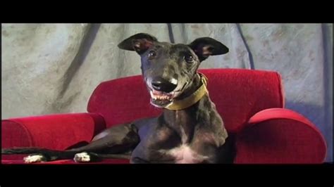 Adopt a Greyhound.org TV Spot, 'Long-Term Commitment'