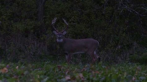 Antler King Food Plot TV Spot, 'Honey Hole'