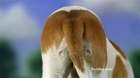 BarkBox TV commercial - Dog Butt. Sweet Sweet Dog Butt