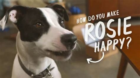 BarkBox TV commercial - Rosie