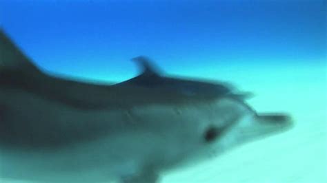 Birds Eye TV Spot, 'Dolphins' created for Birds Eye