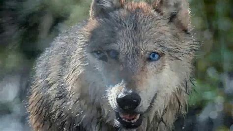 Blue Buffalo Wilderness TV commercial - Wolf