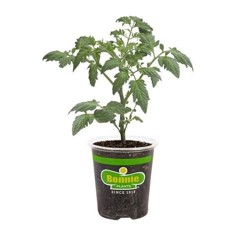 Bonnie Plants 19.3 oz. Vegetables & Herbs tv commercials