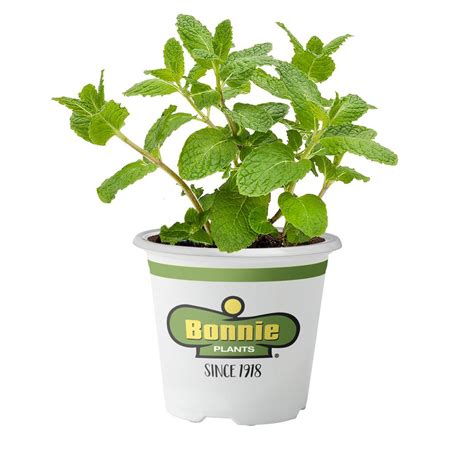 Bonnie Plants 19.3 oz. Vegetables & Herbs