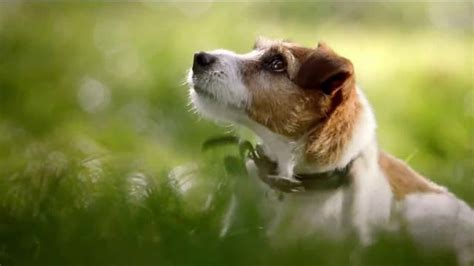 Bravecto TV Spot, 'Meet Jack the Bravecto Dog'