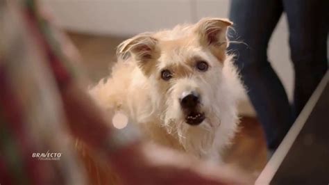 Bravecto TV Spot, 'Protect Your Dog From Fleas & Ticks'