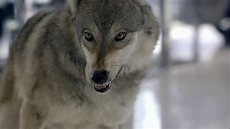 Cars.com 2013 Super Bowl TV Spot, 'Wolf Drama' featuring Leonard Robinson