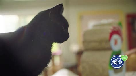 Cat's Pride TV Spot, 'Helping More Cats Find Forever Homes'