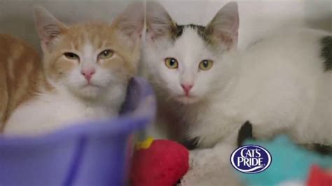 Cat's Pride TV Spot, 'Helping More Cats Find Forever Homes'