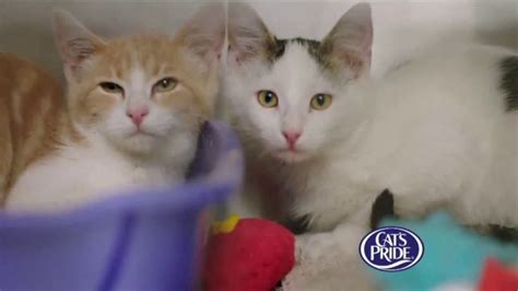 Cats Pride TV commercial