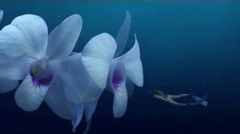 Cayman Islands Department of Tourism TV Spot, 'Dream: Snorkel in Flowers'