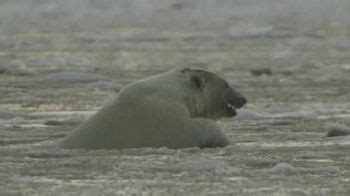 Center for Biological Diversity TV Spot, 'Polar Bear' created for Center for Biological Diversity