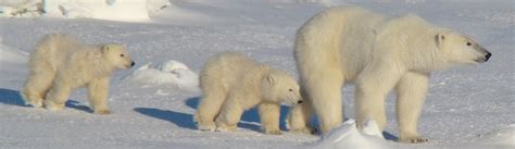 Center for Biological Diversity TV Spot, 'Polar Bear' created for Center for Biological Diversity