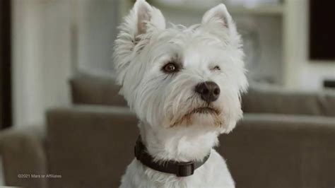 Cesar TV Spot, 'Comida real para perros' created for Cesar