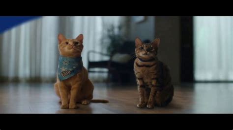 Chewy.com TV commercial - The Goods: Cats