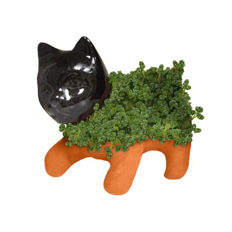 Chia Pet Chia Kitten logo