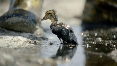 Dawn TV Spot, 'Cleaning Oil Spills'