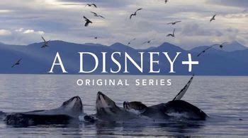 Disney+ TV Spot, 'Secrets of Whales'