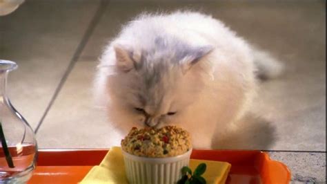 Fancy Feast Gourmet Cat Food TV Spot, 'Mornings' featuring Deshja Driggs-Hall