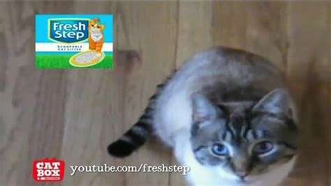 Fresh Step Litter with Carbon TV commercial - We Get Cats