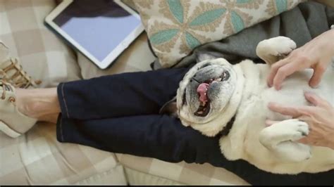 Freshpet Select TV Spot, 'Rudy the Picky Pug' created for Freshpet