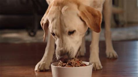 Freshpet TV Spot, 'In Disguise'