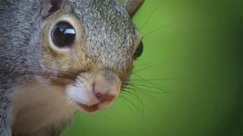 GAMO TV commercial - Nervous Squirrel