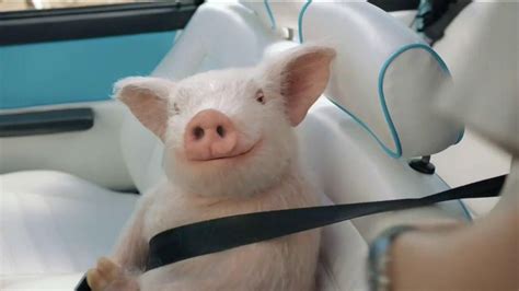 GEICO TV Spot, 'Maxwell the Piggy Gets Pulled Over'