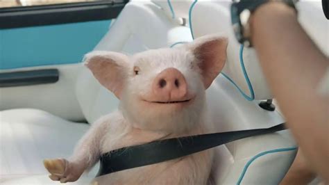 GEICO TV Spot, 'Maxwell the Piggy Gets Pulled Over'