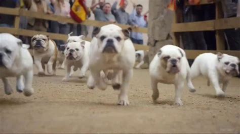 GEICO TV Spot, 'Running of the Bulldogs'