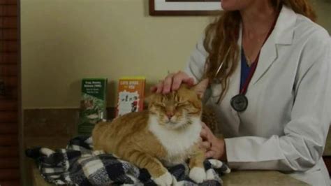 Hillsborough Animal Health Foundation TV commercial - Keep Cats Indoors