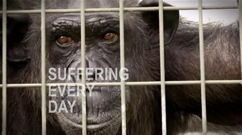 Humane Society TV Spot, 'Ending Animal Cruelty' Featuring Kaley Cuoco featuring Kaley Cuoco
