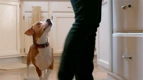 Iams TV commercial - So Happy Youre Home