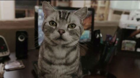 Iams TV Spot, 'Ziggy the Cat'