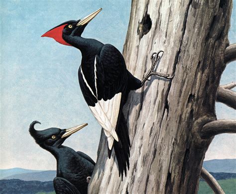 Imperial Woodpecker photo