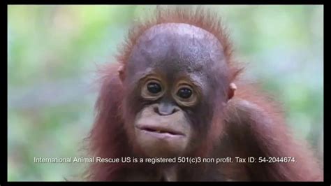 International Animal Rescue TV Spot, 'Act Now: Save the Orangutan'