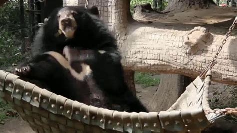 International Animal Rescue TV Spot, 'Bean the Sloth Bear'