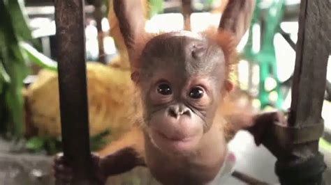 International Animal Rescue TV commercial - Joyce the Orangutan