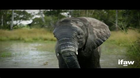 International Fund for Animal Welfare TV Spot, 'A World Without Elephants' created for International Fund for Animal Welfare