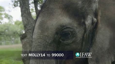 International Fund for Animal Welfare TV Spot, 'Molly the Elephant'