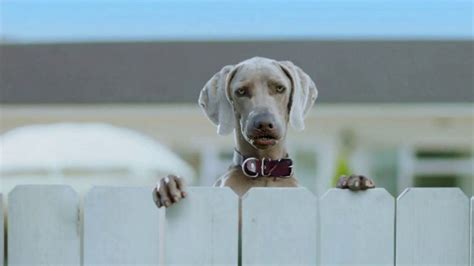 K9 Advantix II TV Spot, 'Blooper Reel'