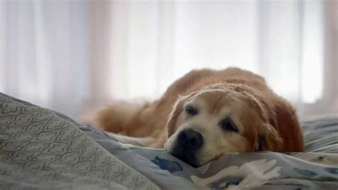 Kmart Home Sale TV commercial - Sleep Like a Dog