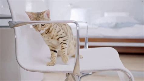 Litter-Robot TV commercial - Spend More Time Loving Your Cat