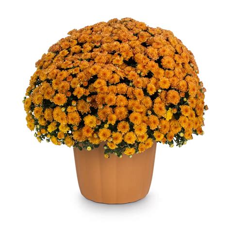 Lowe's 3-Qt. Hardy Mums