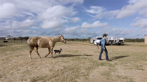 Martin Saddlery Stingray TV Spot, 'Instantly Fell in Love' Featuring Sherry Cervi