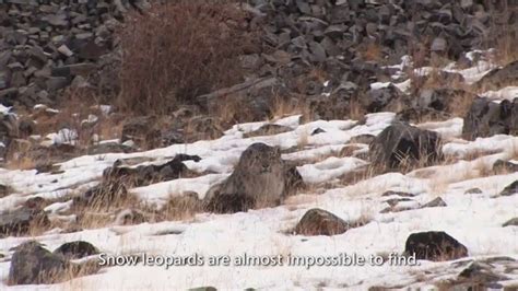 Microsoft AI TV Spot, 'Saving Snow Leopards' Featuring Common