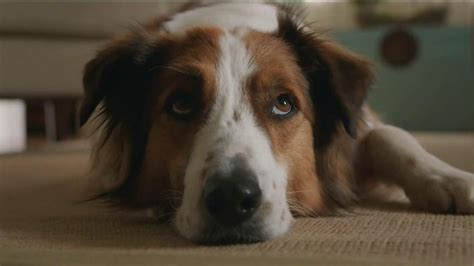 Milk-Bone TV Spot, 'Ready, Set, Go' created for Milk-Bone